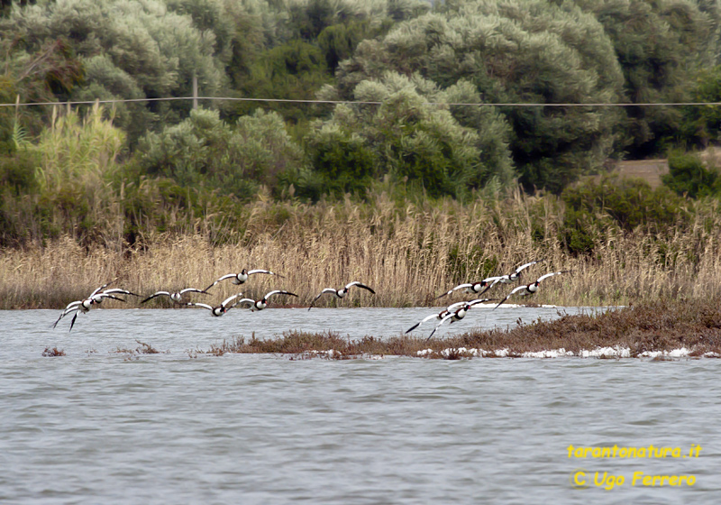 Un salina del salento